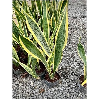 Lưỡi hổ viền vàng-lá dài -cây cao 30-50cm