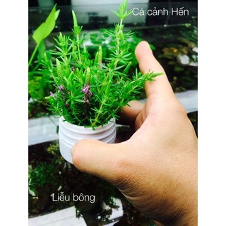 Cây thuỷ sinh liễu bông siêu đẹp