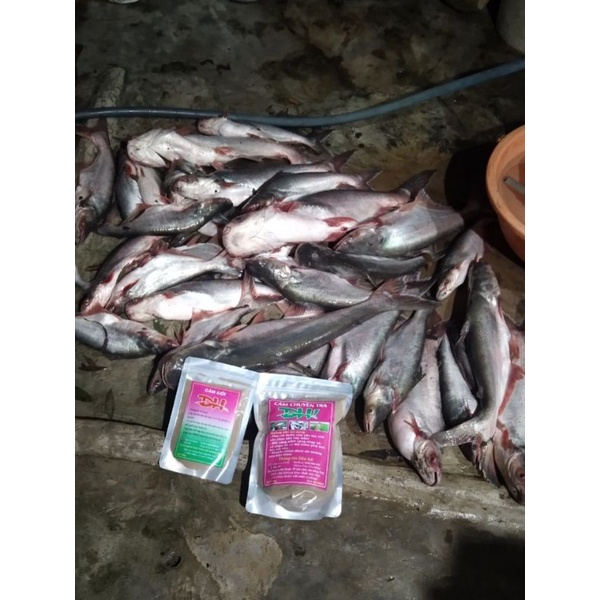 Combo Cám chuyên Tra ĐH1 + cám cốt ĐH