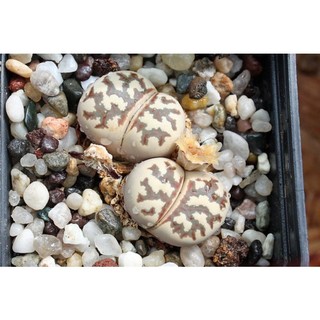 Sen Thạch Lan, Sen Mông Dòng Dorothea, lithops