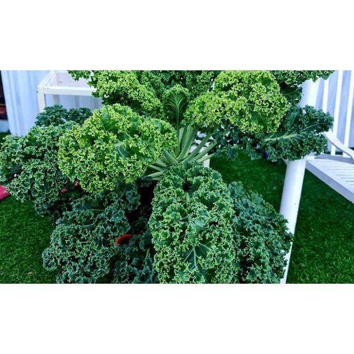 100_ #Hạt _giống_ rau _cải_ kale_ xoăn  .