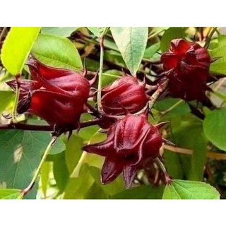 Cây giống atisso(1 bầu giống 20cm)