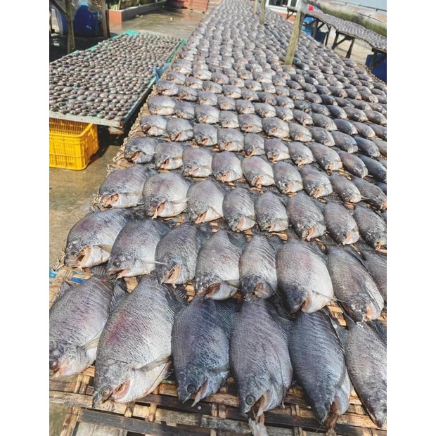 Khô cá sặc rằn siêu to size 8con/kg vừa ăn không mặn nhà em làm Cà Mau