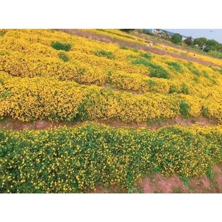 Cúc chi vàng rủ làm trà