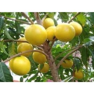 Cây giống vú sữa hoàng kim