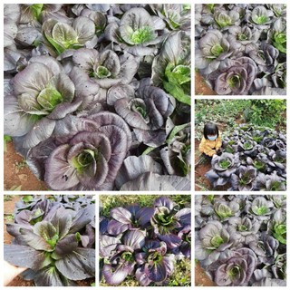 500 Hat giống cải Pockoy tím cuộn hoa hồng_ Nảy 97%, như ảnh shop trồng