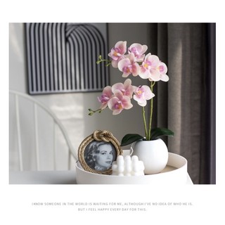 Set bình lan mini trang trí nhà cửa