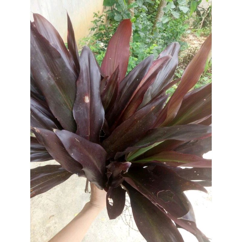 1kg lá huyết dụ tươi