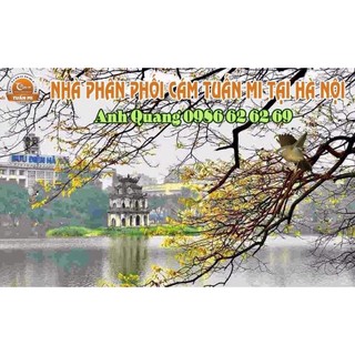 Cám sơn ca số 2