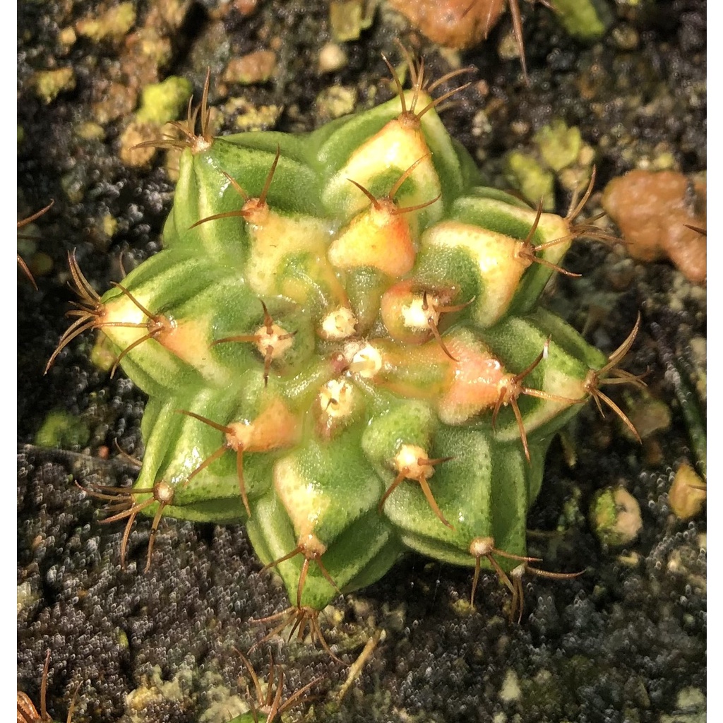 Xương rồng gym lem orange-có tặng đất trồng