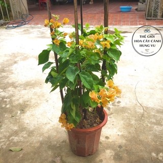 Cây hoa giấy màu vàng đang hoa cao 50-70cm .