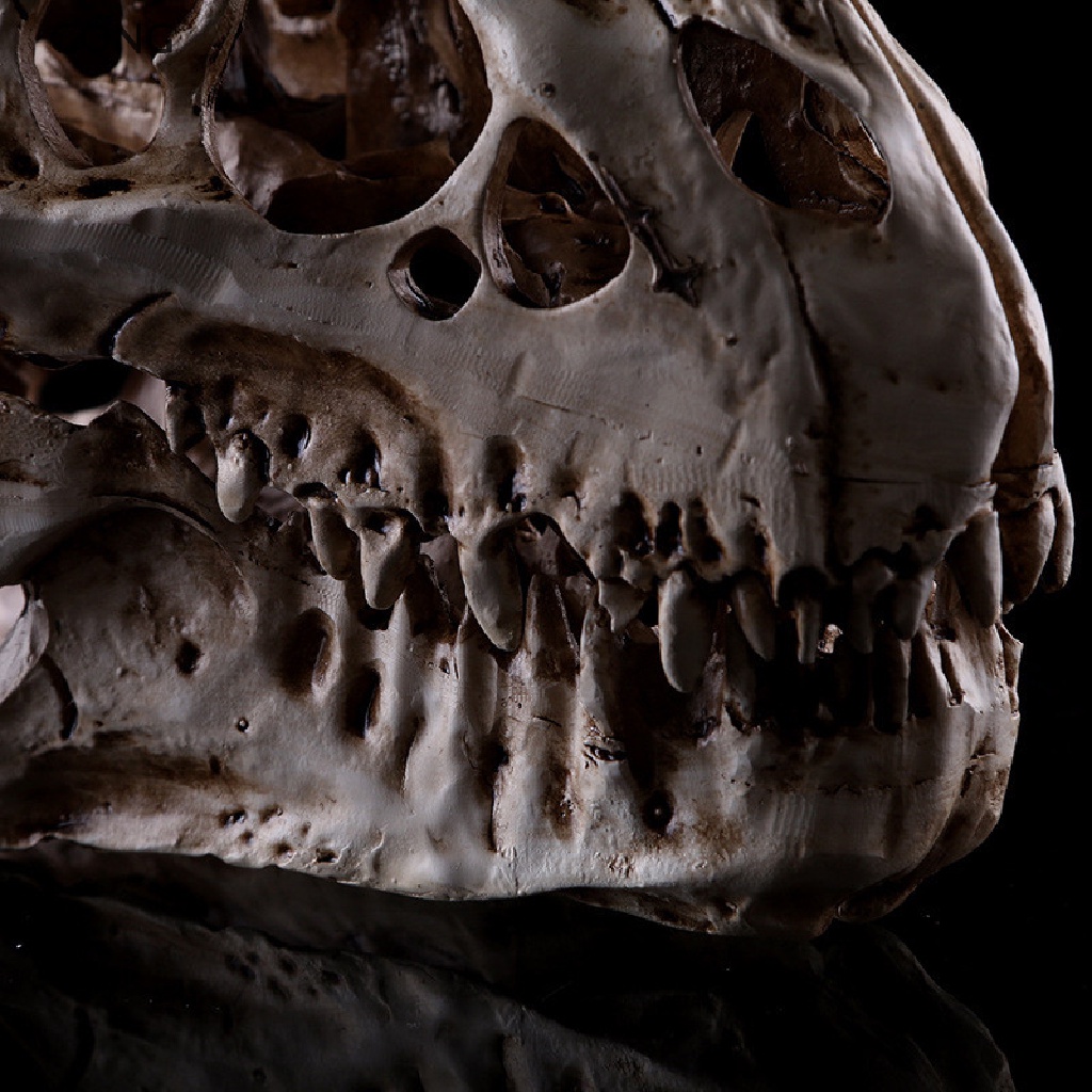 Mô Hình Đầu Lâu Hóa Thạch Khủng Long Bằng Nhựa Resin Thủ Công Trang Trí Halloween