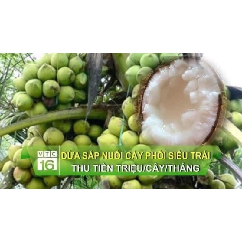 Cây giống dừa sáp lùn