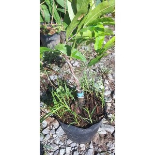MAI CÚC THỌ HƯƠNG ( CÂY GHÉP THÀNH PHẨM )