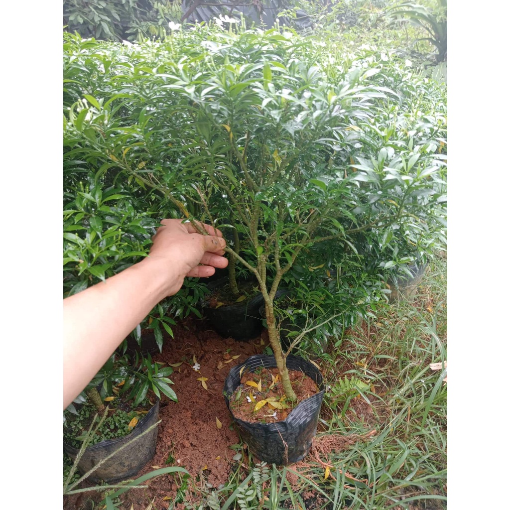 CÂY MAI VẠN PHÚC ( CÂY NHƯ HÌNH ĐĂNG 40-45CM)