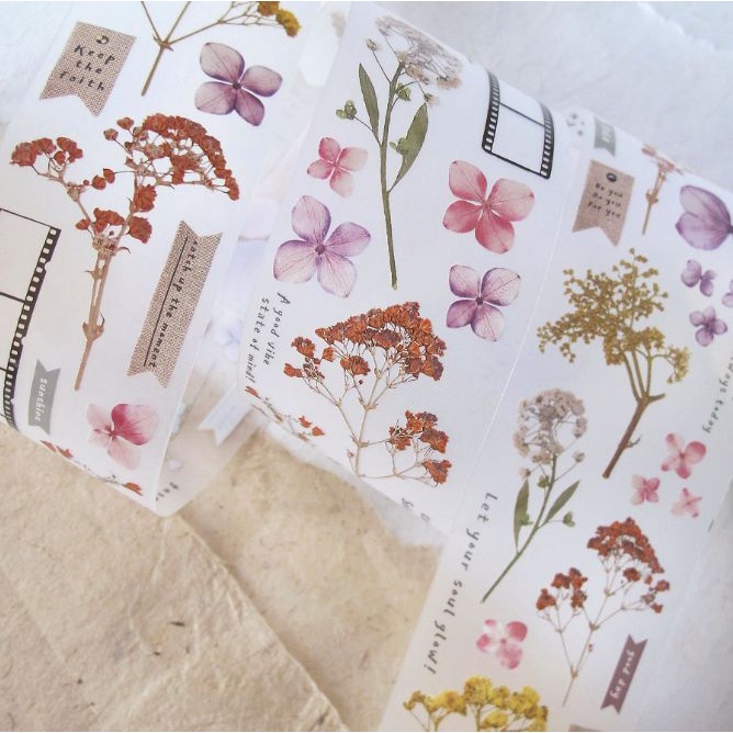 Pet tape hoa và khung film  Asteroid chiết chu kì 200cm meohime