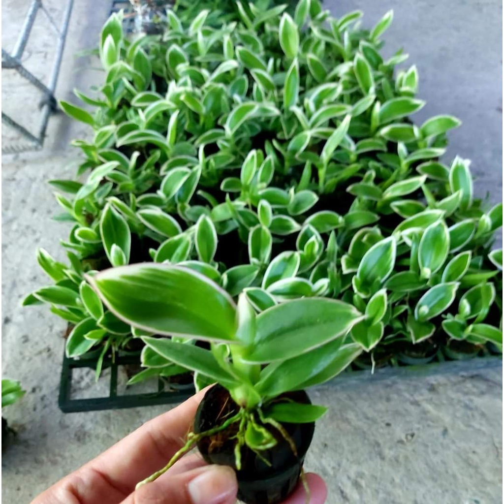 CHỚP MEKONG LÁ BIÊN CÂY GIỐNG