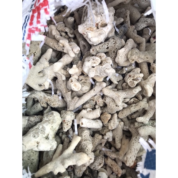 San hô vụn lọcc nước hồ cá giúp tăng PH