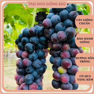 Cây nho giống hạ đen không hạt leo giàn ninh thuận