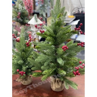  Cây thông mini gắn trái đỏ 45-60cm 