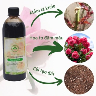 Phân bón 7 ngày cho hoa hồng | Cải tạo đất, kích thích rễ, mầm hoa phát triển | Hoa to, đậm màu