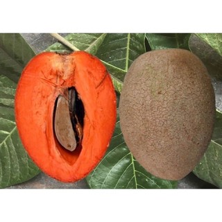 Cây giống Hồng xiêm ruột đỏ