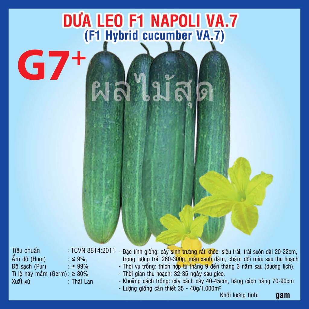 Hạt giống Dưa Leo F1 Napoli G7 (VA.7) 2gram