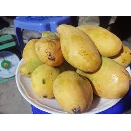 CÂY GIỐNG XOÀI THANH CA.[ GIỐNG GHÉP CHO TRÁI SIÊU SỚM]