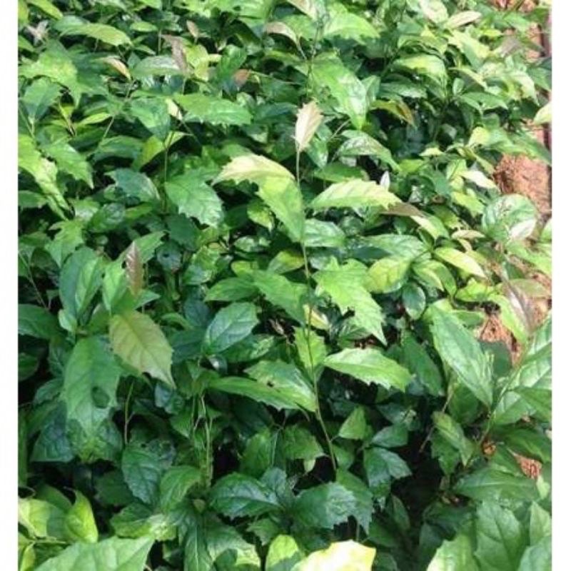 1kg thân lá xạ đen nhà trồng (khách đặt mới hái)