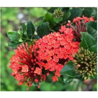 mẫu đơn bông trang phụng hoàng lửa (giao cây cỡ như hình cuối) -bscc
