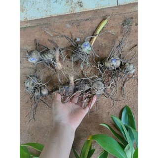 1 củ địa lan luân rừng