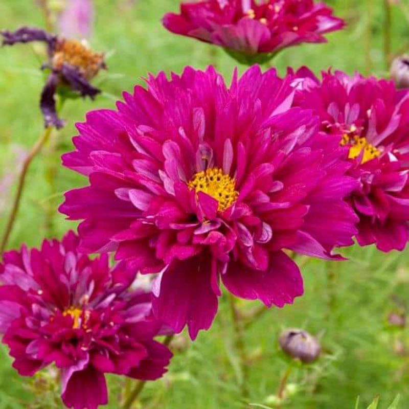 100 Hạt giống Hoa sao nhái_cánh bướm kép Cosmos Double  chuẩn F1