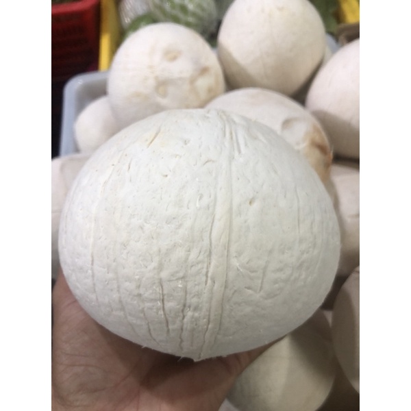 Dừa ông nội