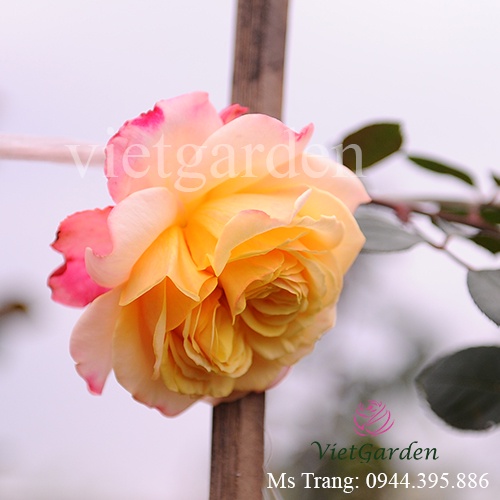 Hoa hồng leo ngoại Kordes’ Jubilee rose