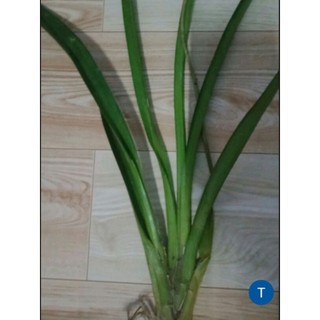 Lan kiếm cao 40_50 cm. gốc 3×2 cm. gửi cây hình 2