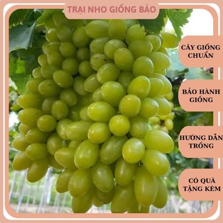 Cây Nho Giống Xanh Leo Giàn Ninh Thuận