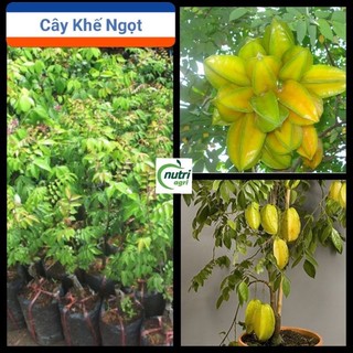 Cây giống khế ngọt_khế chua