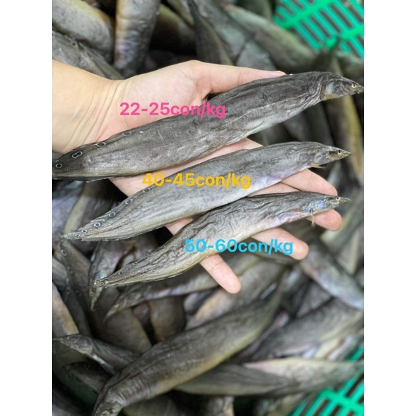 Khô cá chạch cồ lớn - 4 nắng cá vào mùa Siêu to (hàng đi nước ngoài chất lượng 100% cá mới)