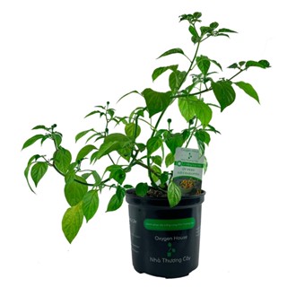 Cây có trái | Cây ớt Peru | Ớt Aji Charapita