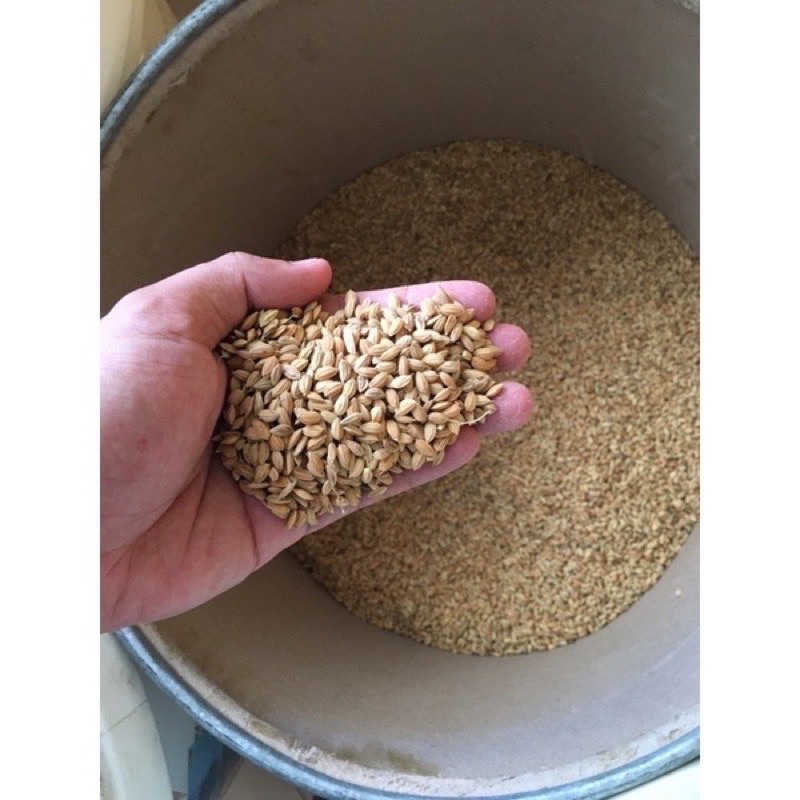 1kg Lúa Nhật hạt tròn cho chiến kê