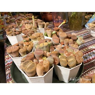 Sen đá lithops mông mix nhiều màu