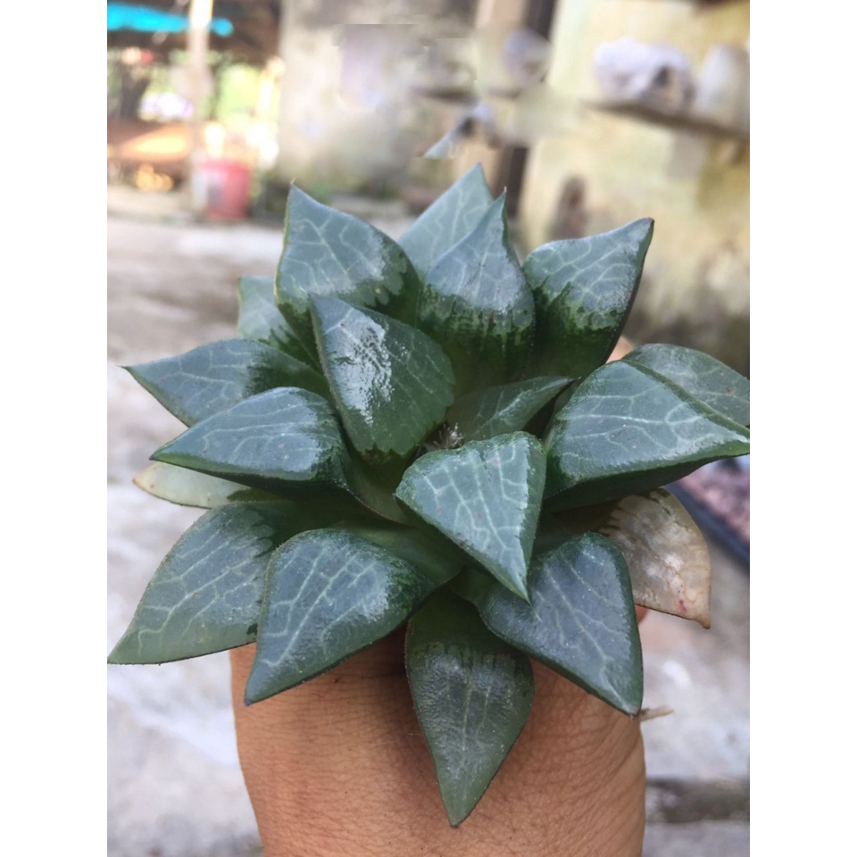 Haworthia .