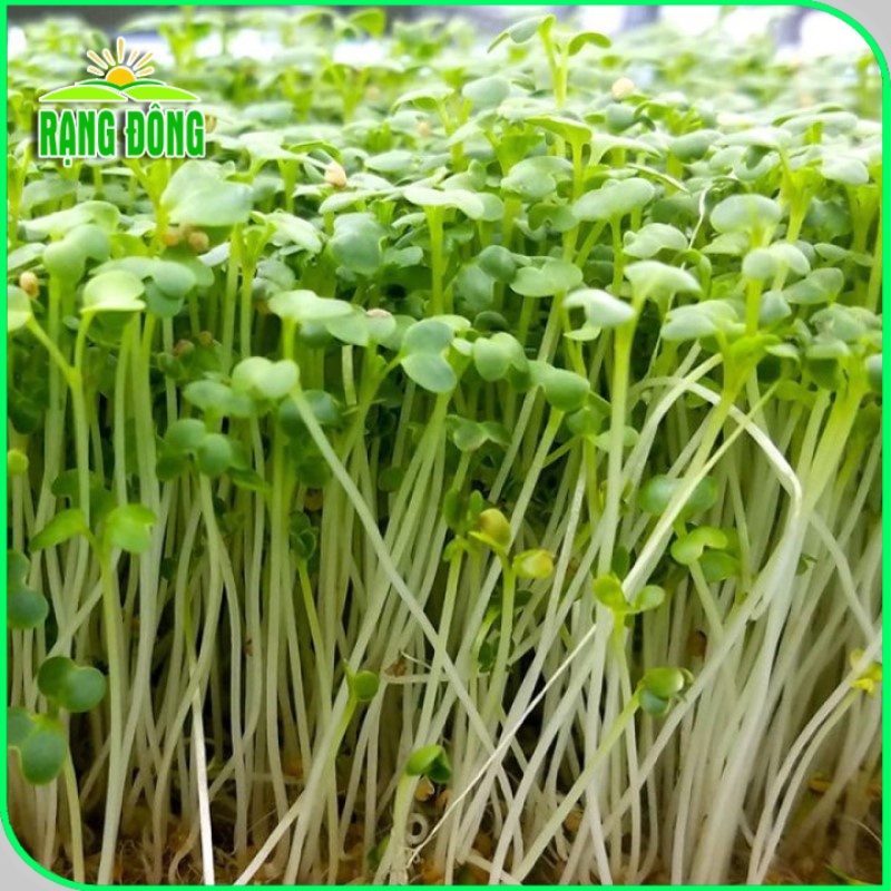 Hạt giống Rau Mầm Củ Cải Trắng nảy mầm đồng đều, nhanh thu hoạch  - Hạt giống Rạng Đông