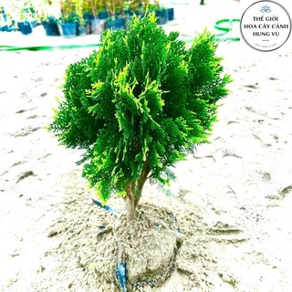 Cây trắc bách diệp cao 40 cm với 16 công dụng ..