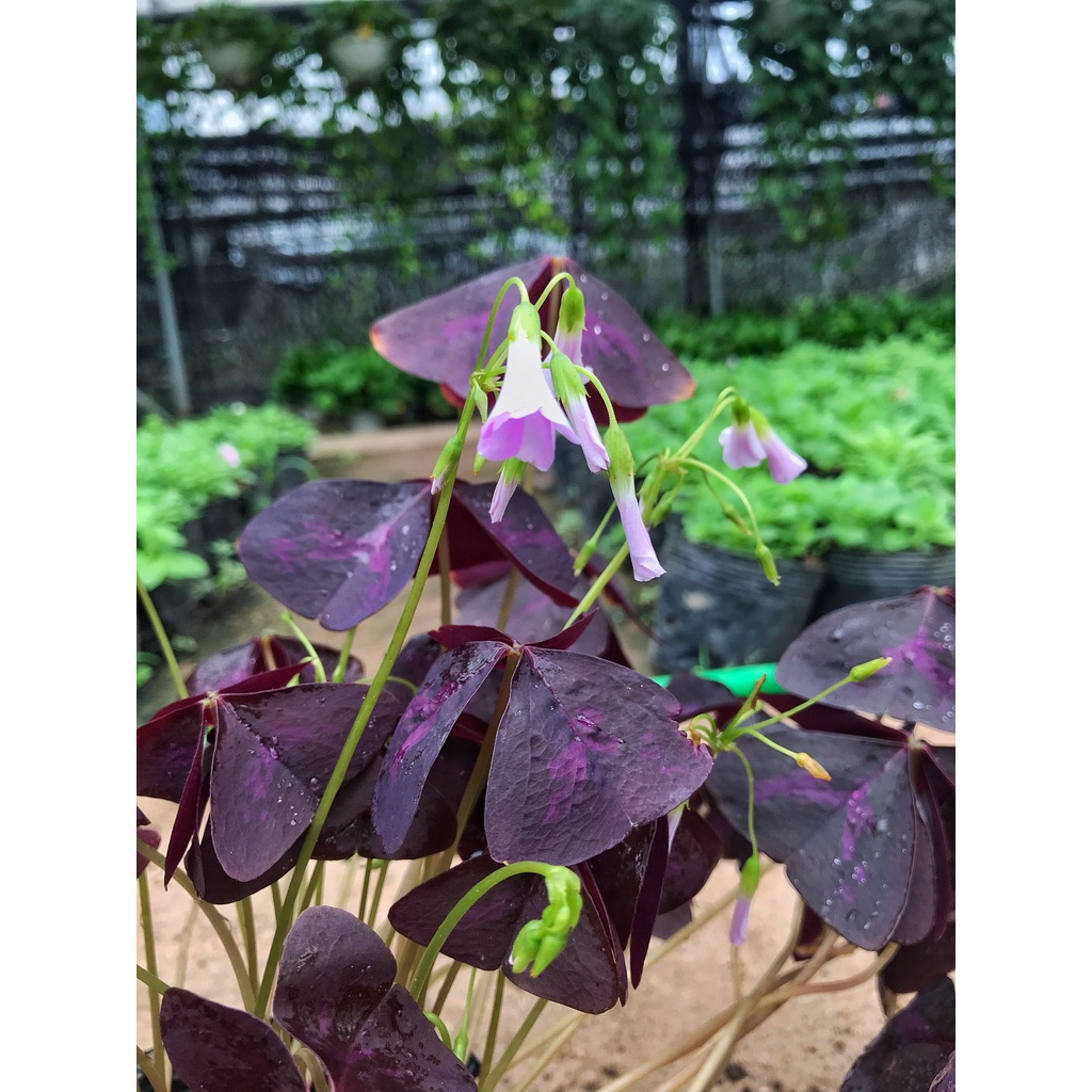 Cây bướm đêm     cây sum suê bắt mắt dễ chăm sóc, thích hợp trang trí cảnh quan