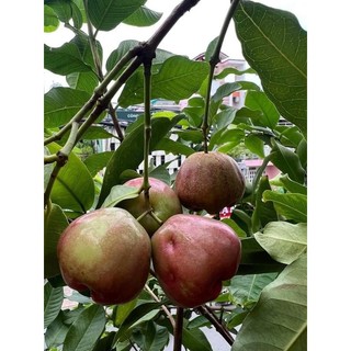 Cây giống mận đường đá ghép