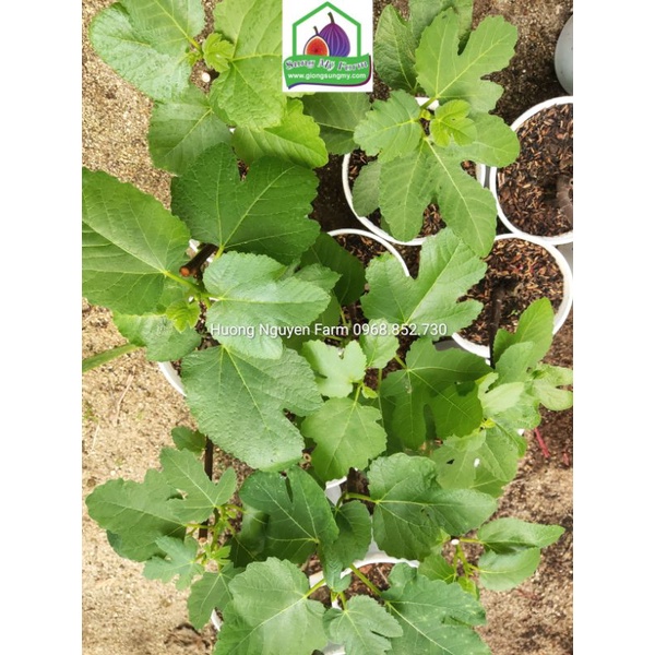 Cây sung mỹ cẩm thạch panache tiger