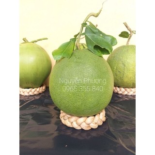 Đế lục bình chưng dưa, bưởi