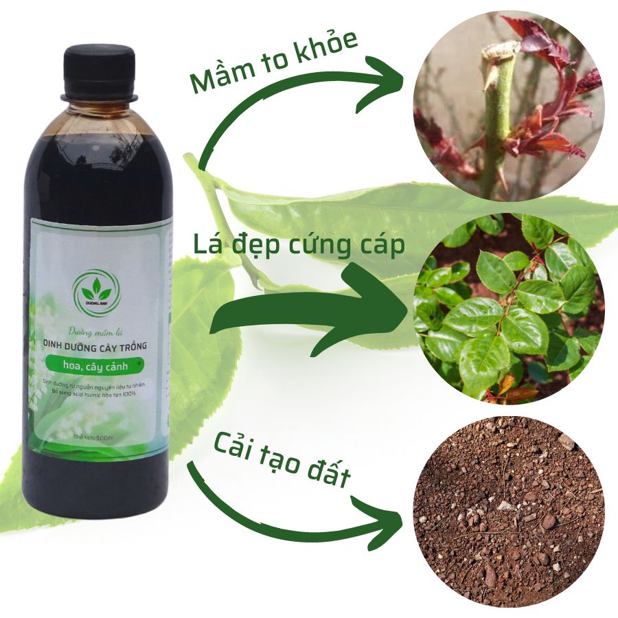 Phân dưỡng mầm lá cho hoa hồng | cải tạo đất, kích thích rễ | dưỡng mầm và hoa phát triển, phòng vàng lá gân xanh