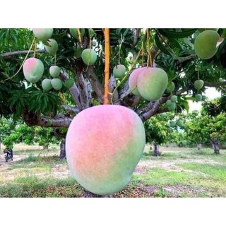 cây XOÀI ÚC ( cây ghép, chuẩn giống)
